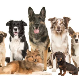Kuzu Etli Yetişkin Köpek Maması